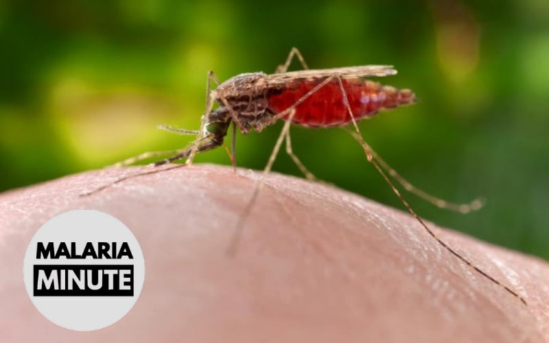 Rapid Return of Mosquitoes to Sahel Region Due to HighAltitude
