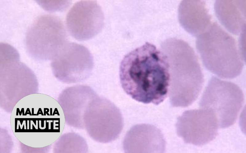 Liver Stage of Plasmodium vivax Characterised - The Fight Malaria Blog